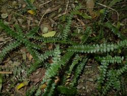 Blechnum penna-marina subsp. alpina. Sterile fronds with linear laminae arising from long-creeping rhizomes.
 Image: L.R. Perrie © Te Papa CC BY-NC 3.0 NZ